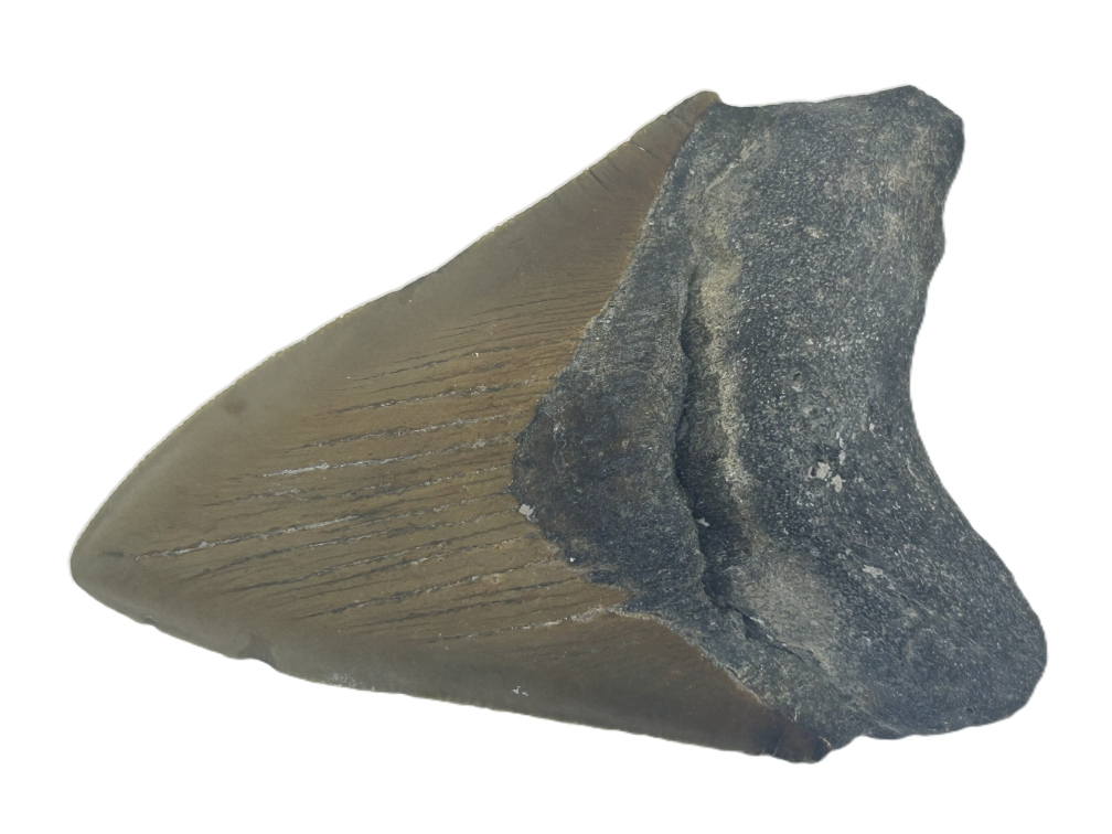 Carcharocles Megalodon Tooth.