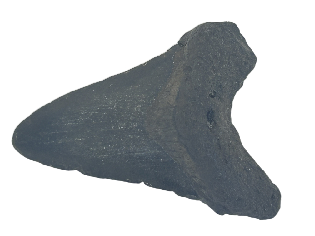 Carcharocles Megalodon Tooth.