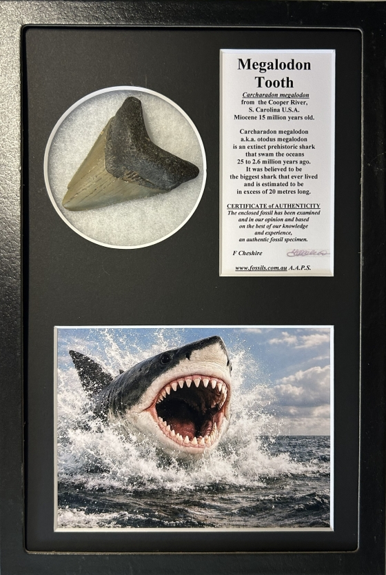 Boxed Carcharadon Megalodon tooth.