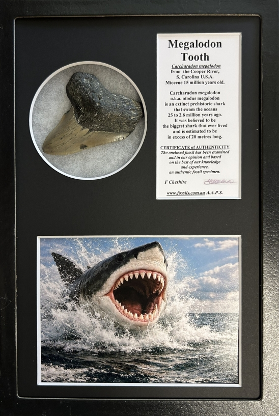 Boxed Carcharadon Megalodon tooth.