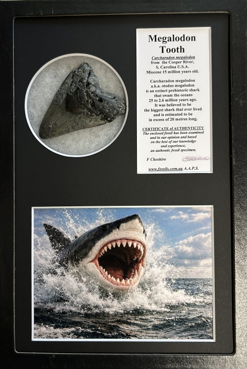Boxed Carcharadon Megalodon tooth.