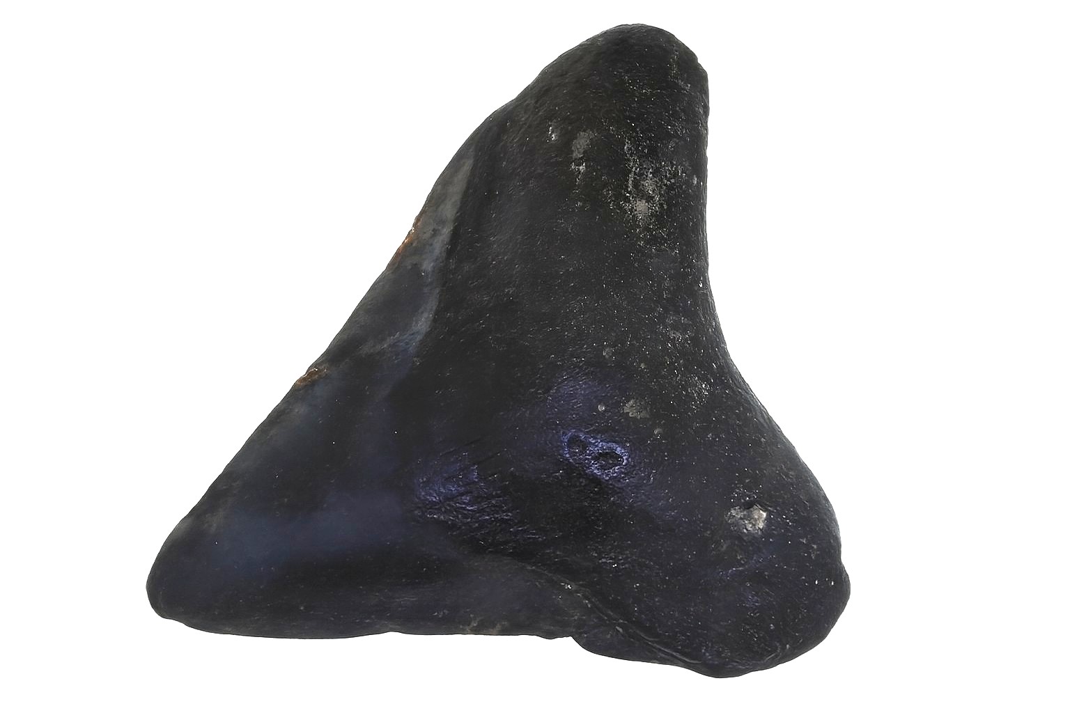 Carcharocles Megalodon Tooth.