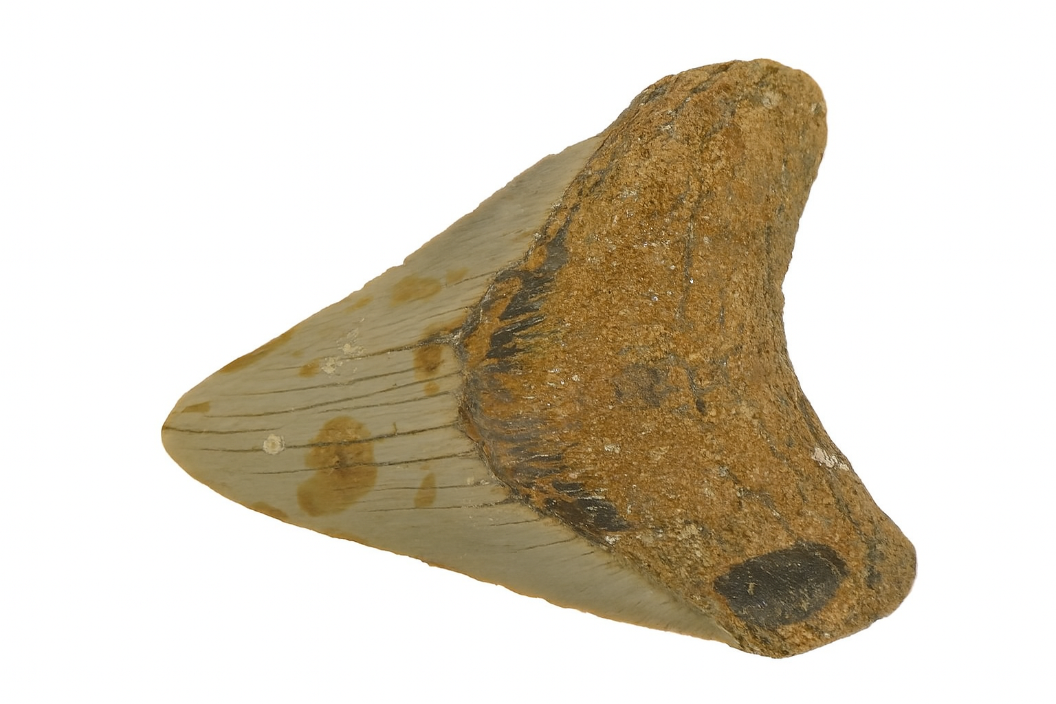 Carcharadon Megalodon