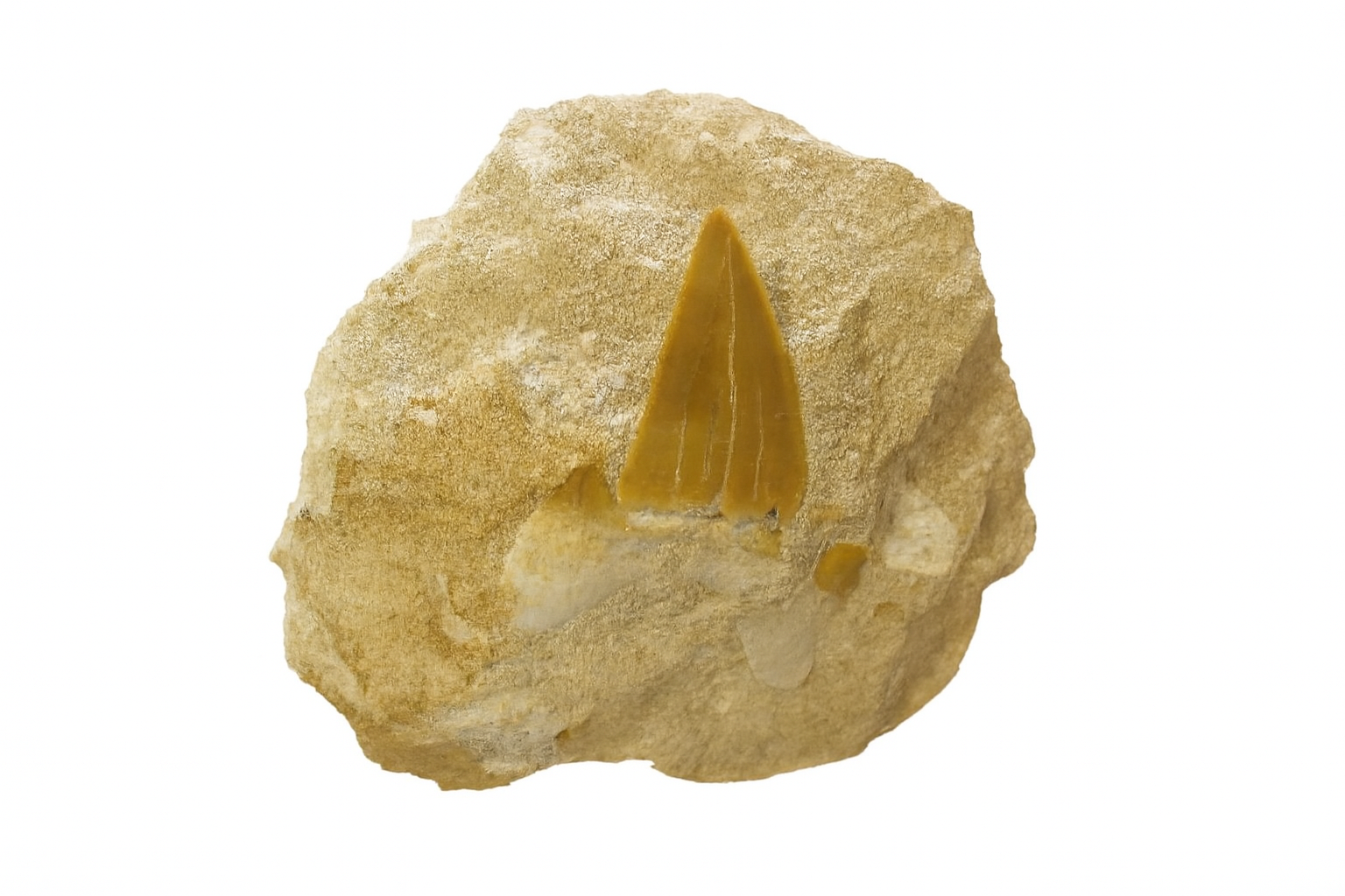 Otodus Obliquus Tooth on Matrix.
