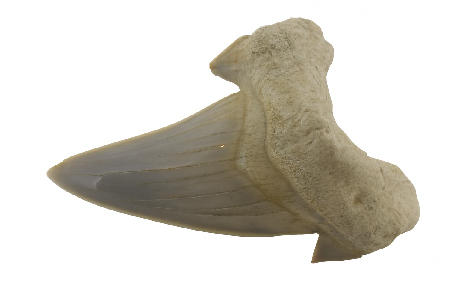 Otodus Obliquus Tooth.