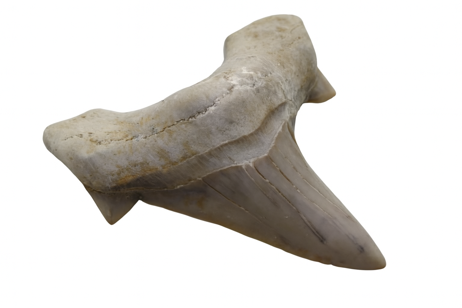 Otodus Obliquus Tooth.