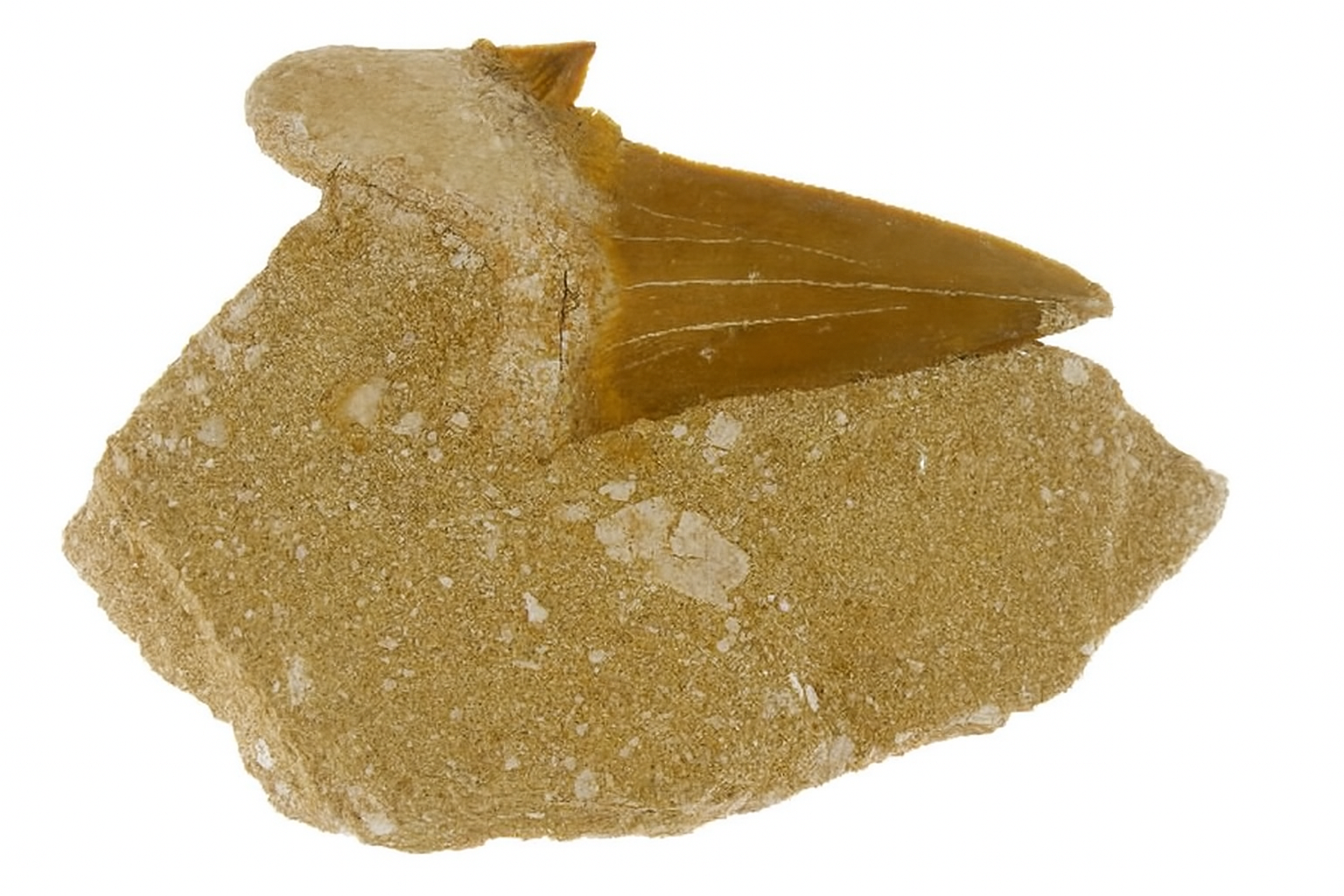 Otodus Obliquus on Matrix