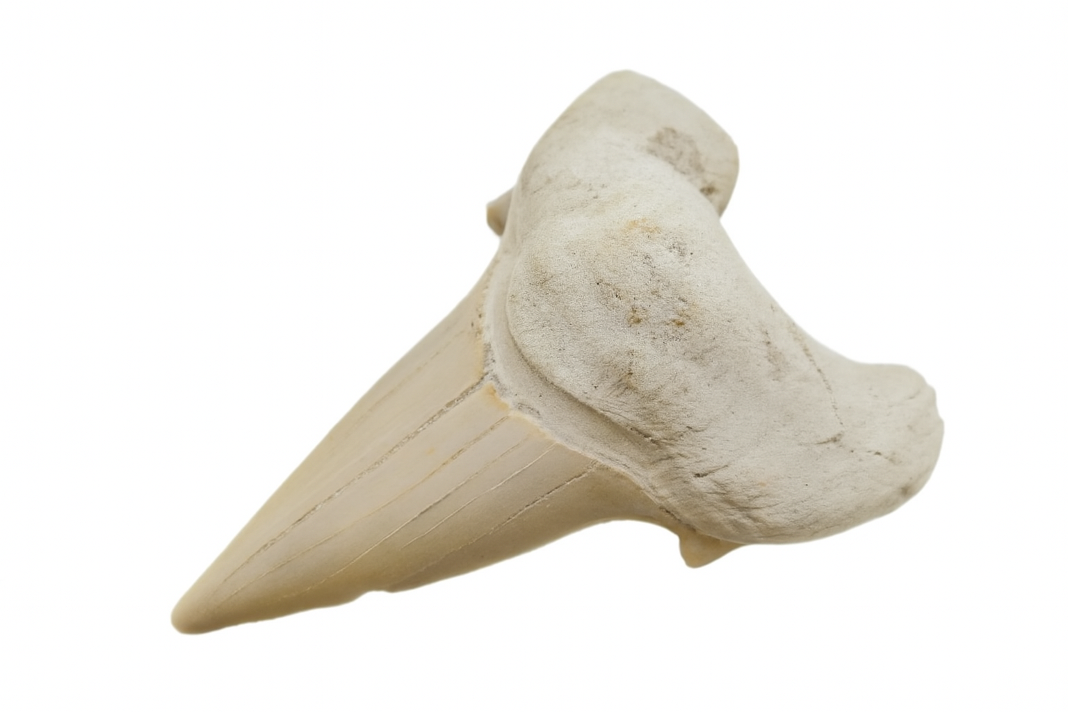 Otodus Obliquus Tooth.