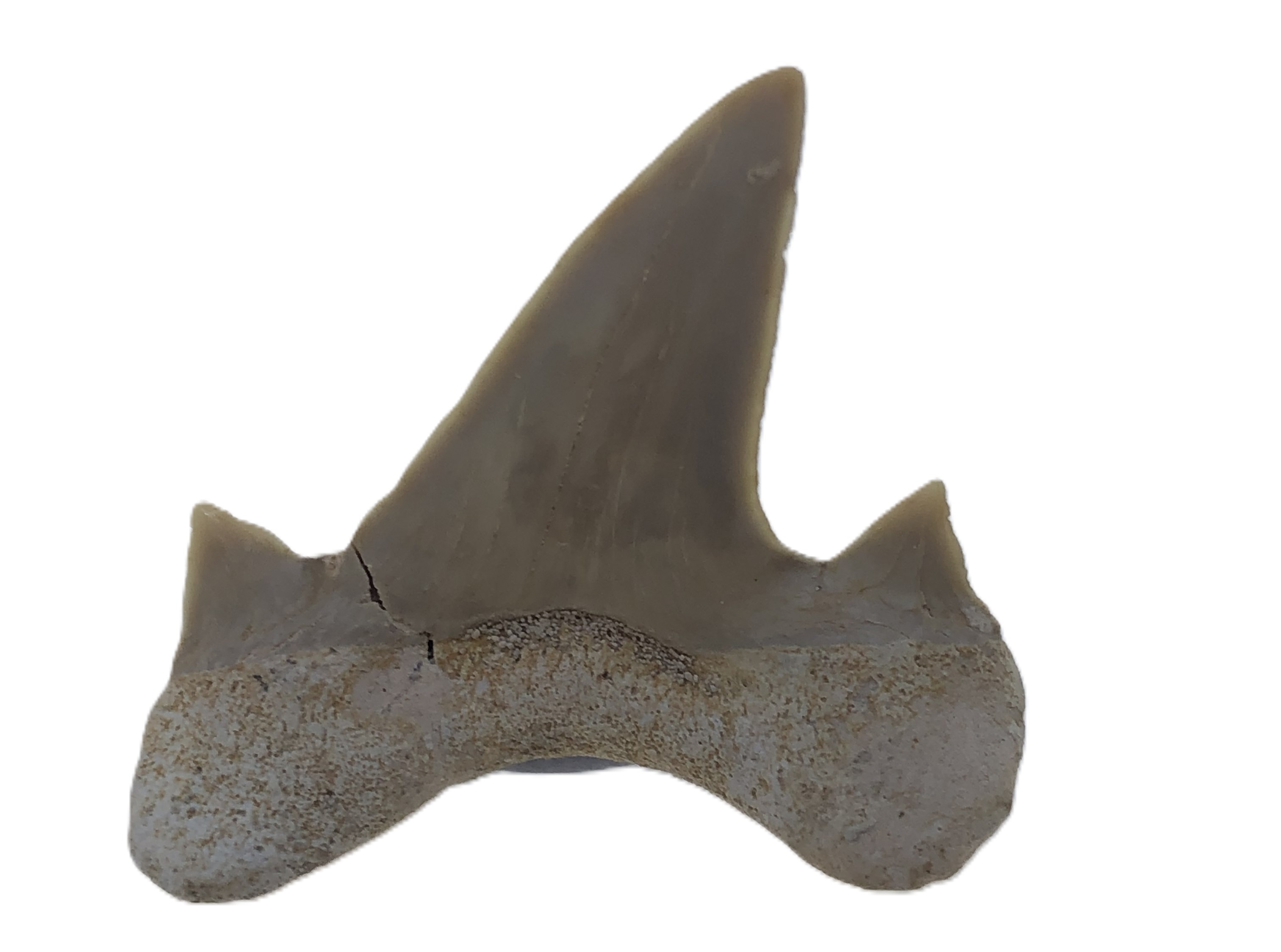 Otodus Obliquus Tooth.