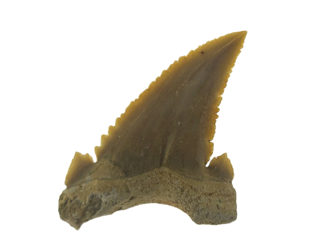 Paleocarcharadon Orientalis Tooth.