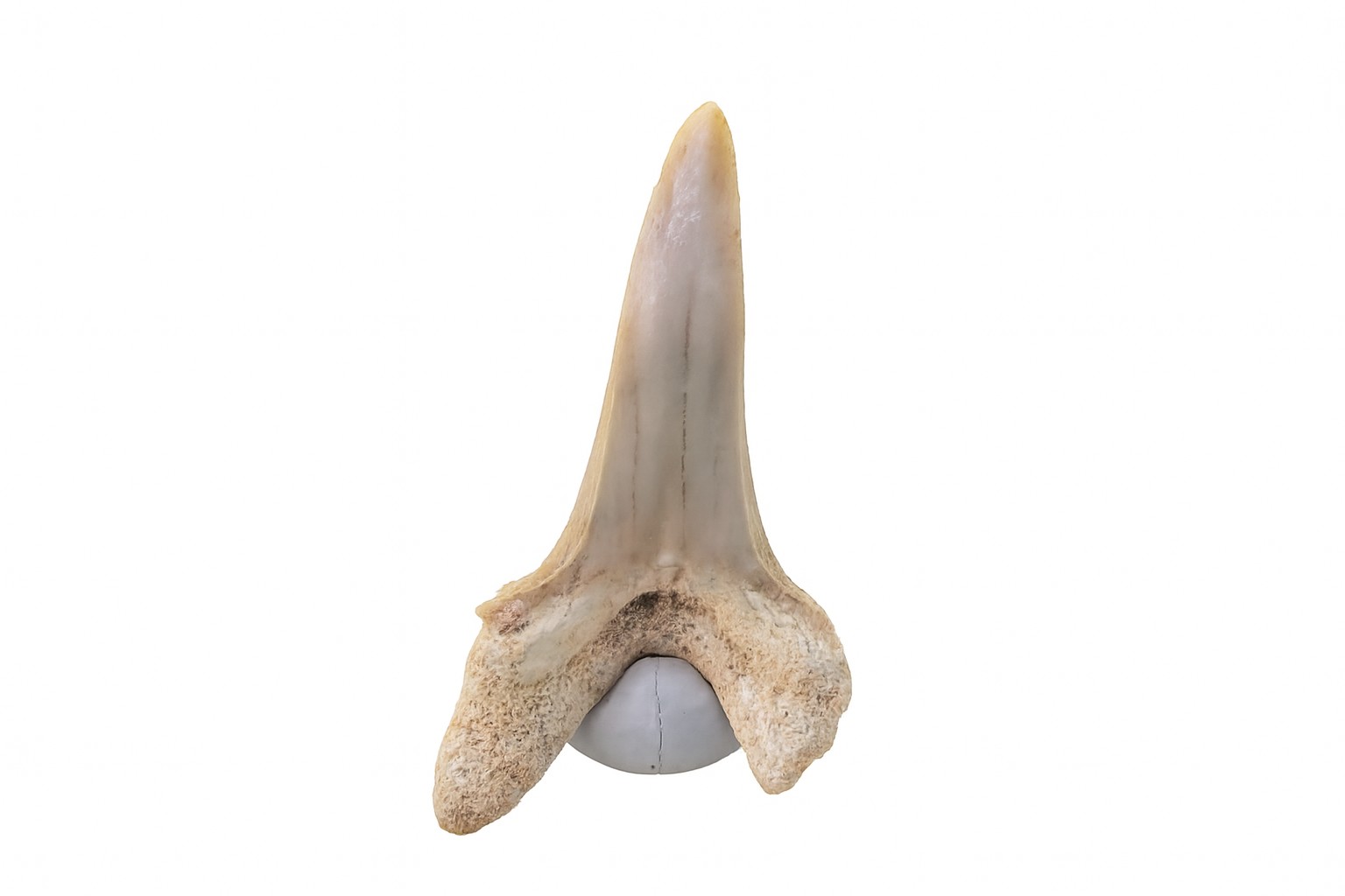 Striatolamia macrota. Tooth.