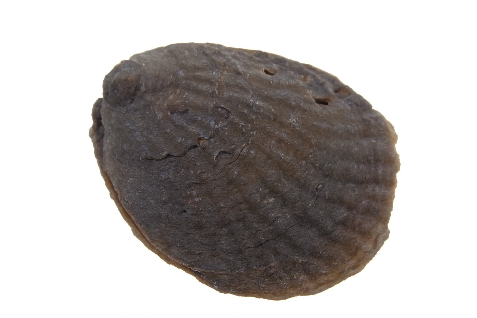 Plicatula.