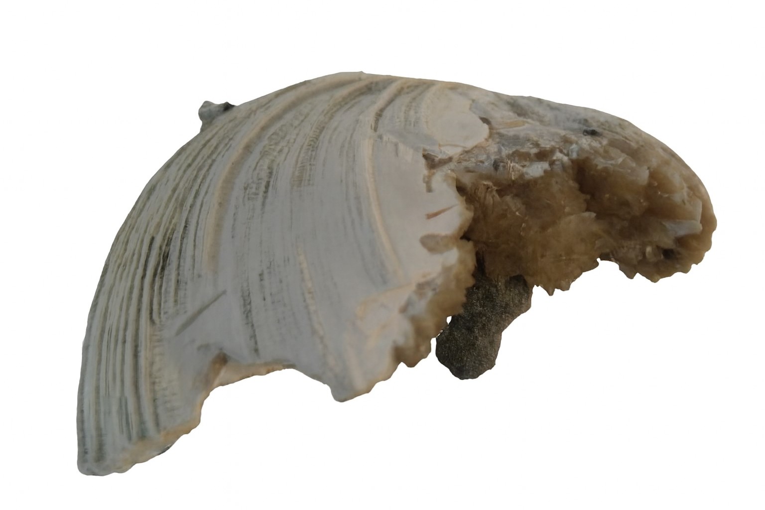 Mercenaria permagna.