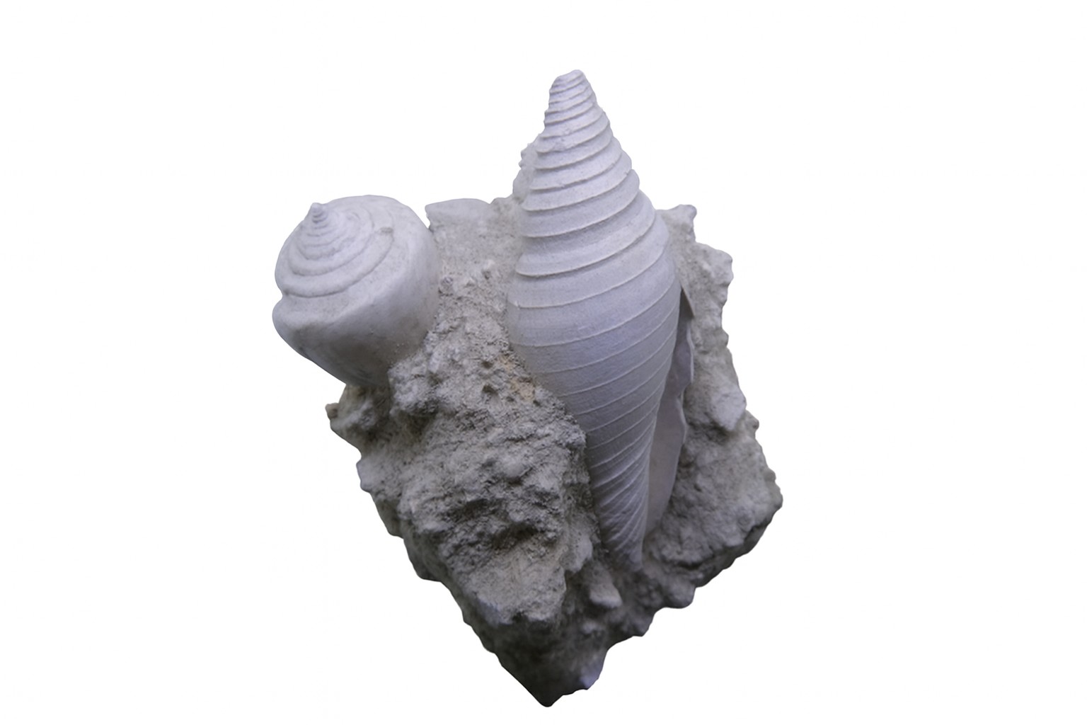 Gastropod.