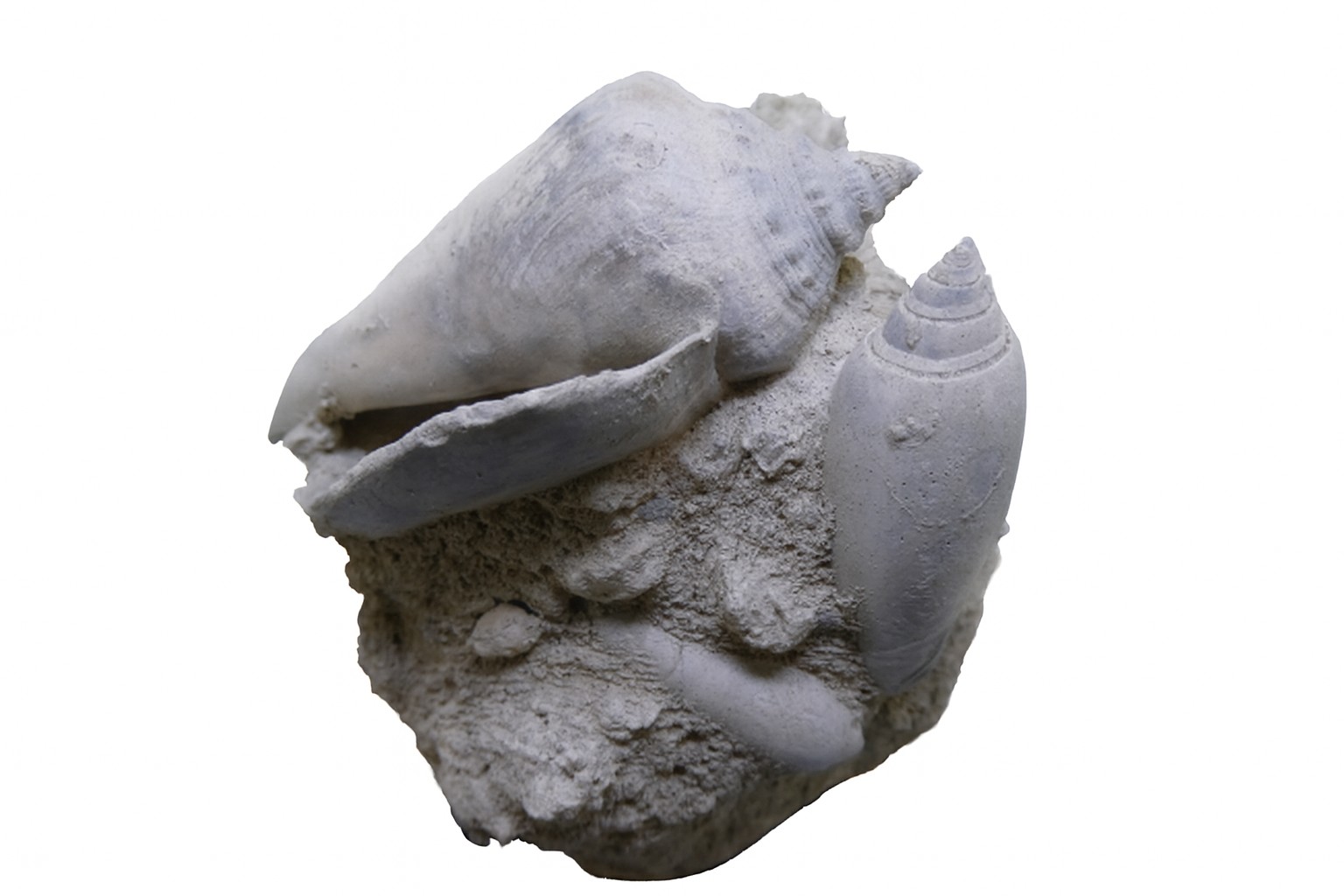 Gastropod.