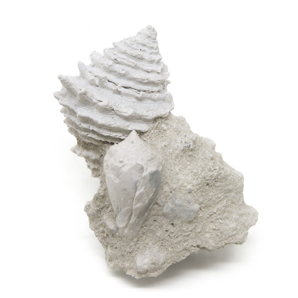 Gastropod.