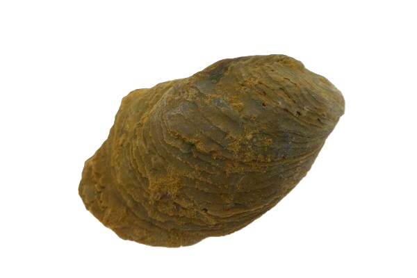 Oyster.