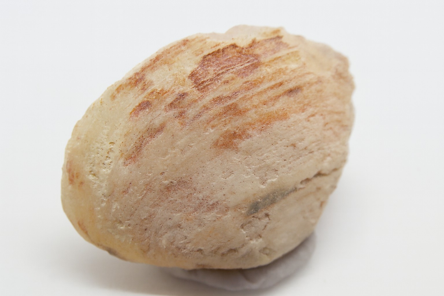 Opalised Brachiopod