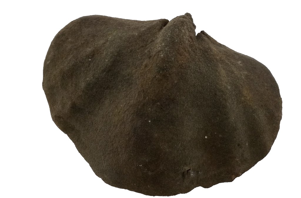 Qld. Brachiopods