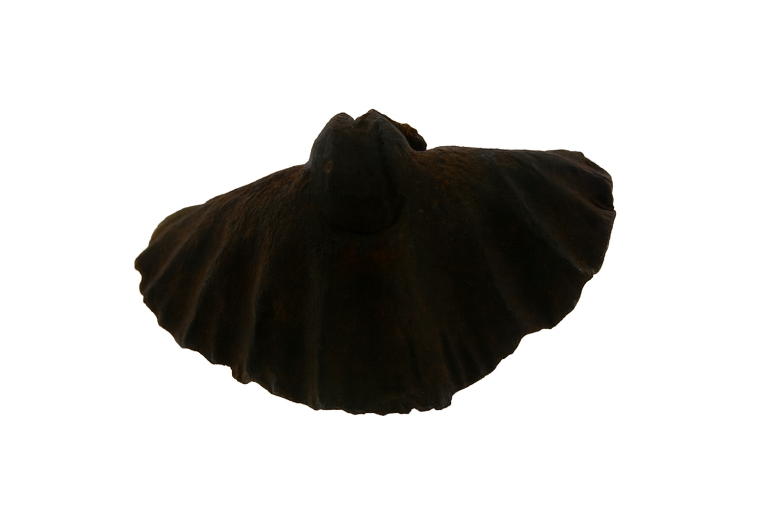 Brachiopods.
