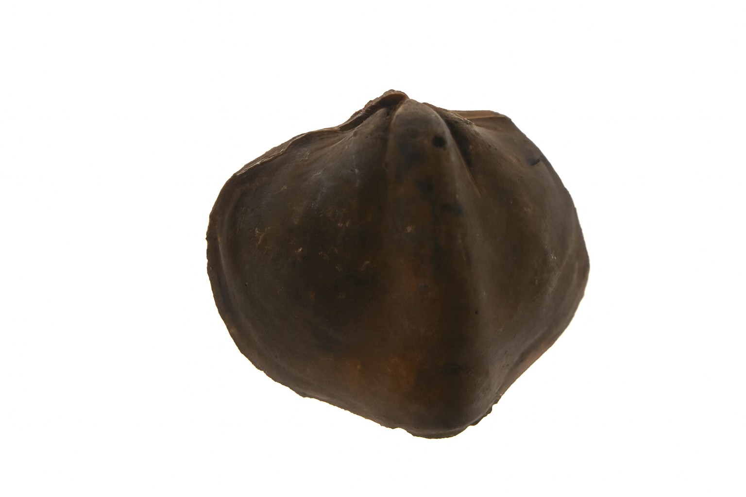 Brachiopods.