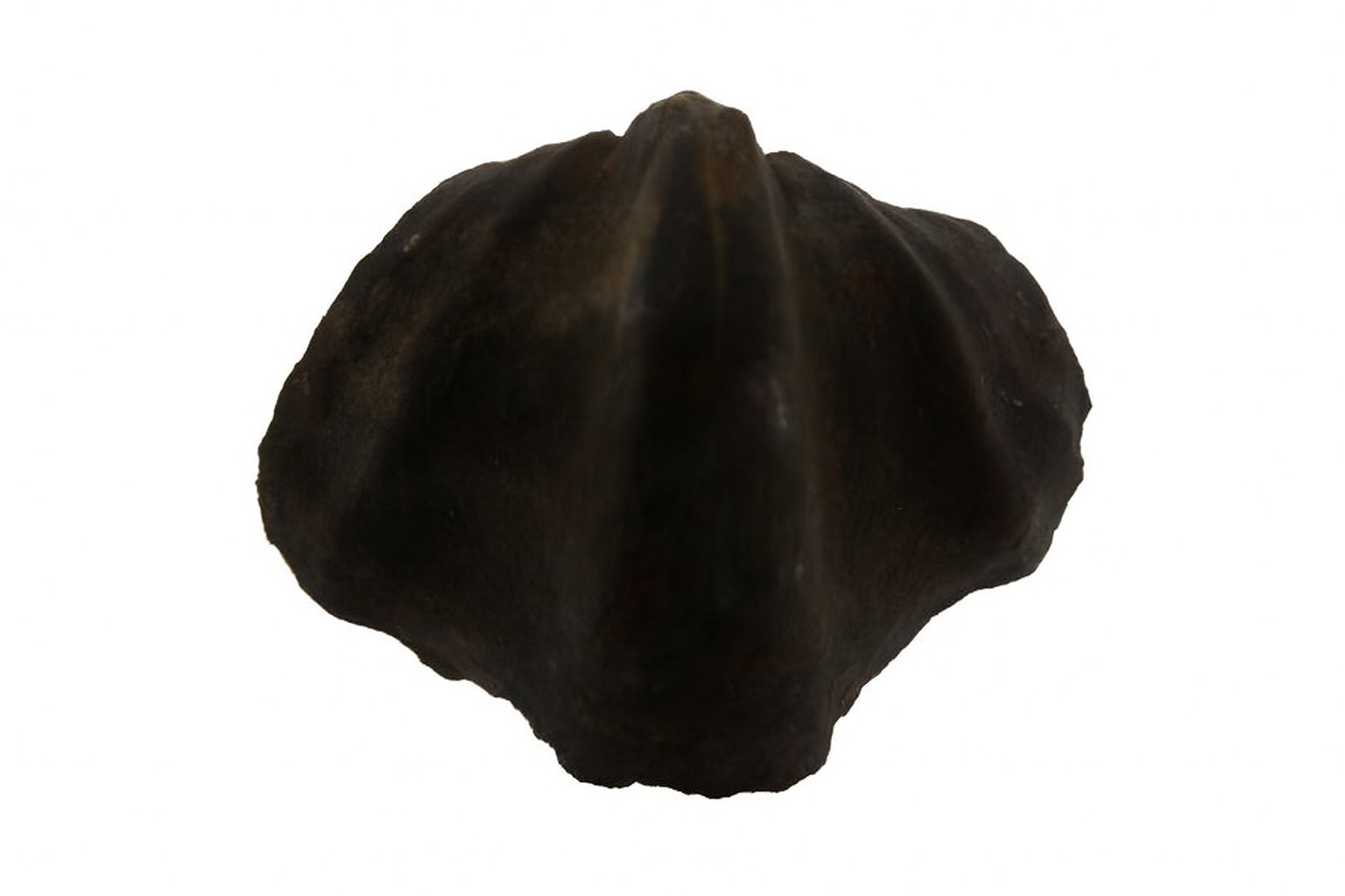 Brachiopods.