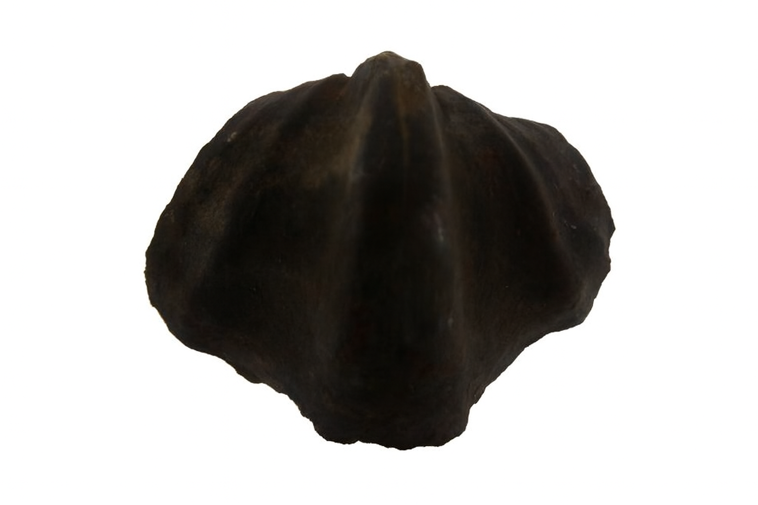 Brachiopods.