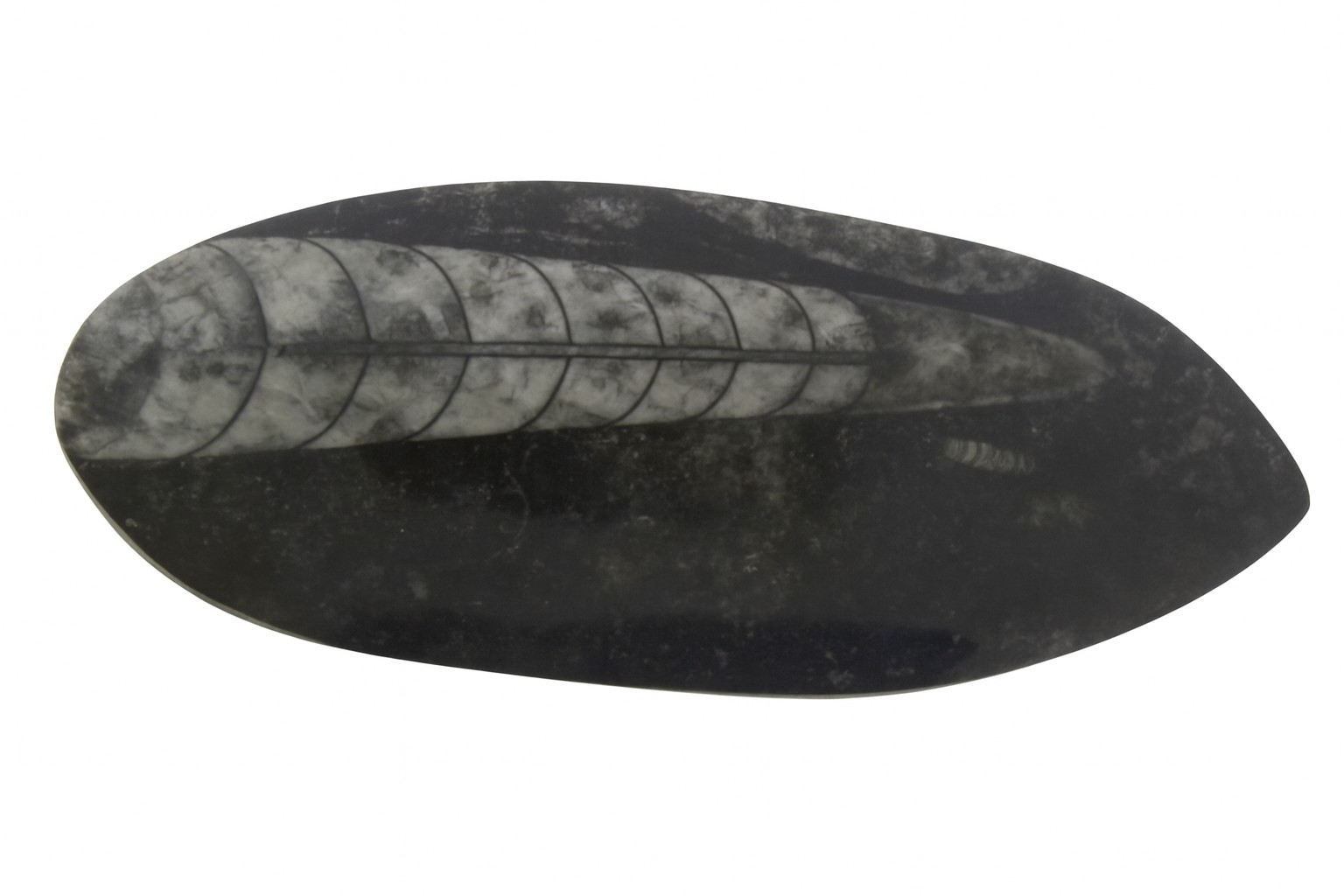  Polished Orthoceras.