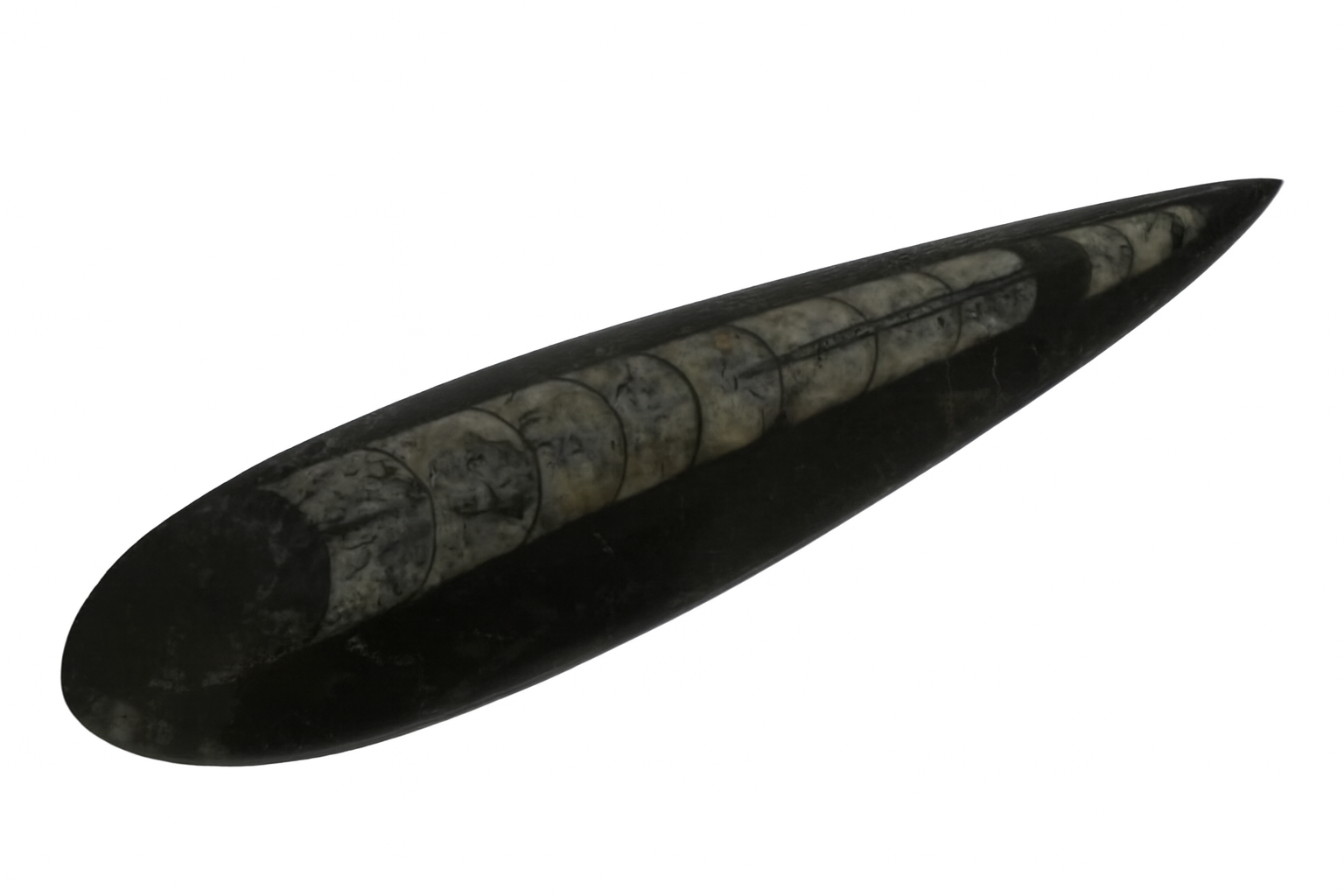  Polished Orthoceras.