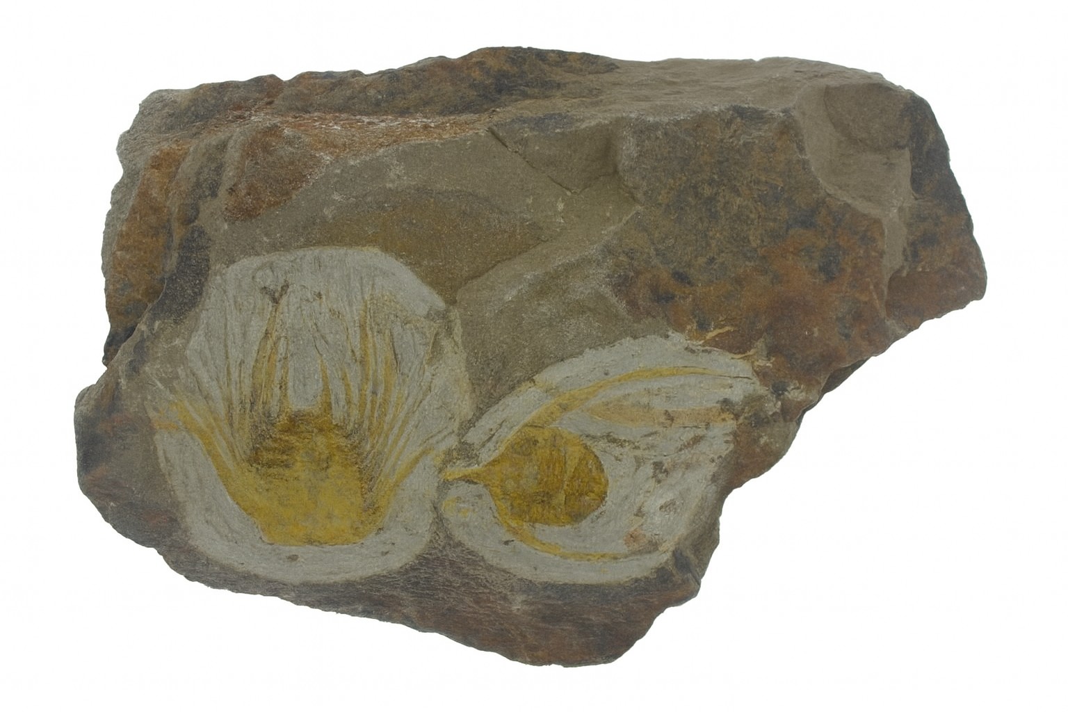 Lonchodomas (Ampyx).