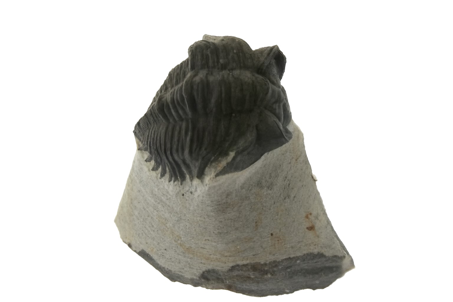 Coltraenia oufatensis.