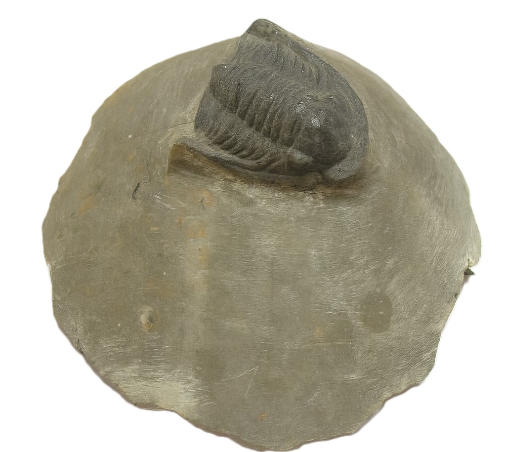Cornoproetus.
