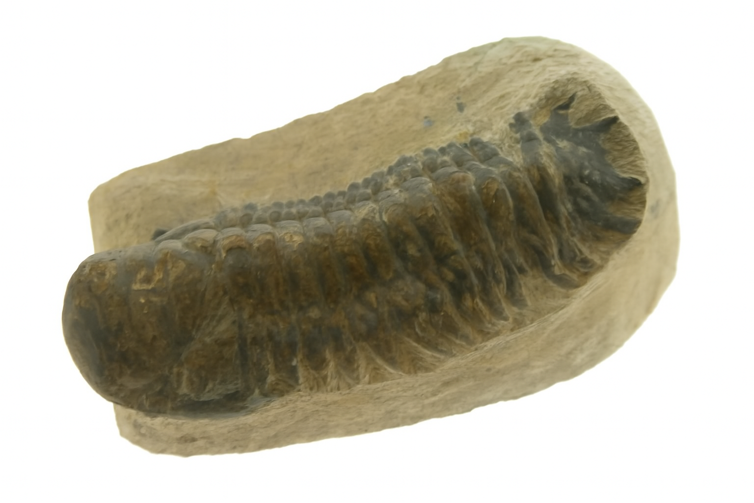 Crotalocephalus.
