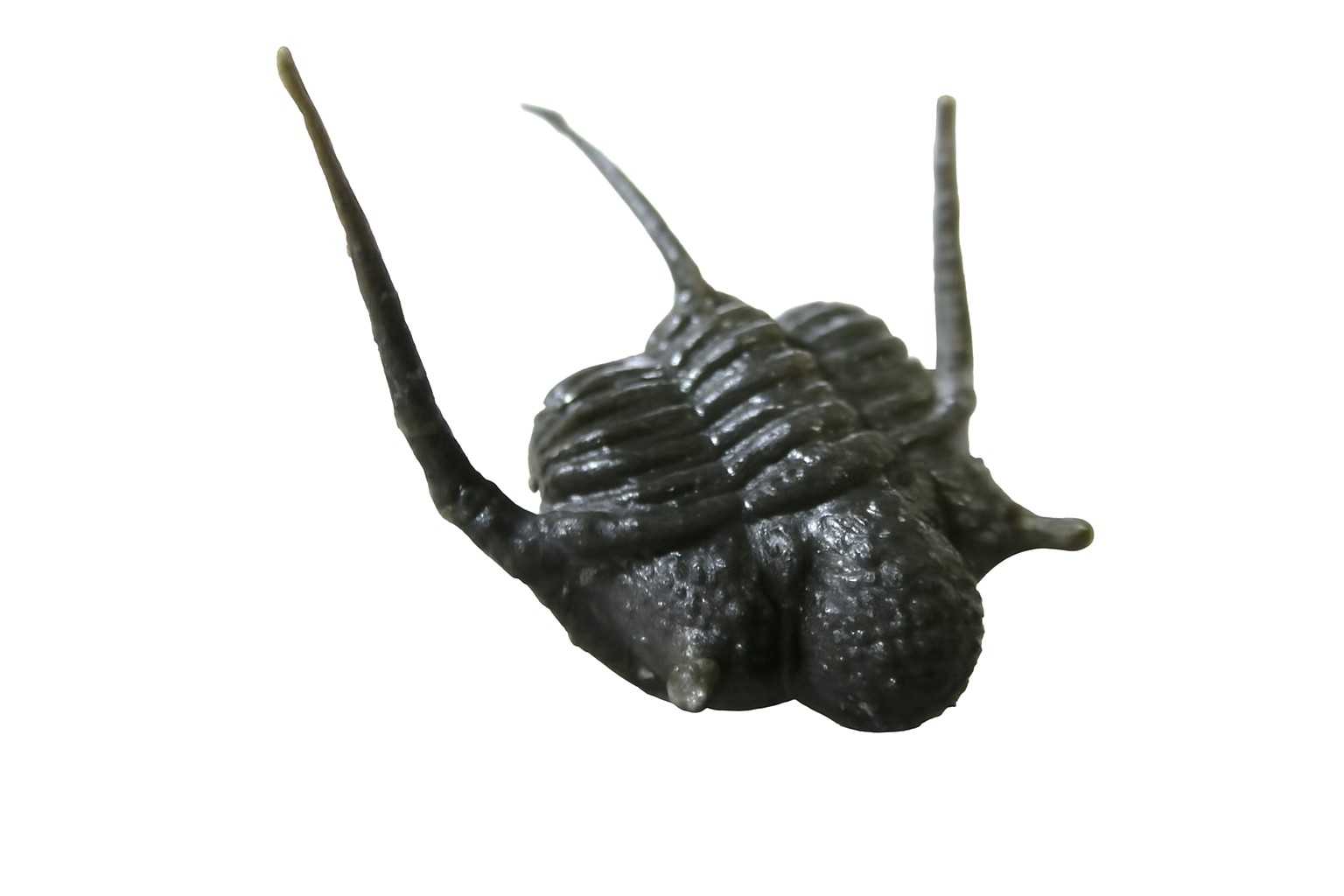 Cyphaspis.