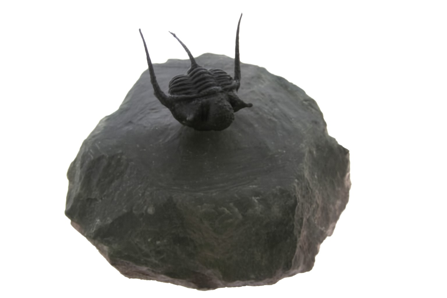 Cyphaspis.