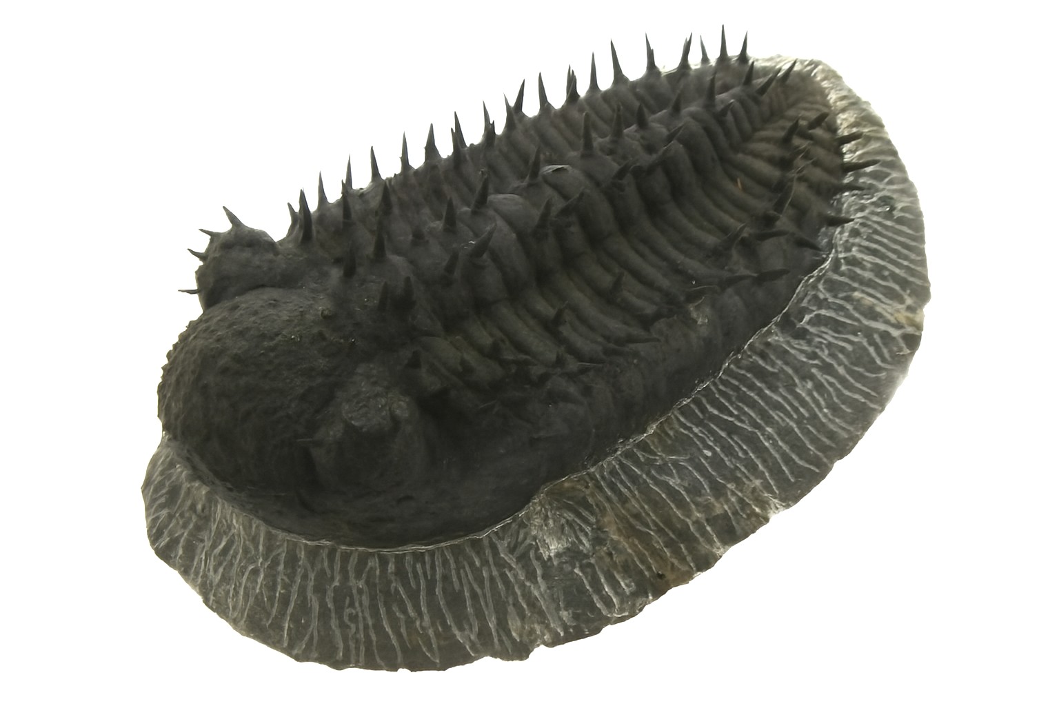 Drotops meglamanicus.
