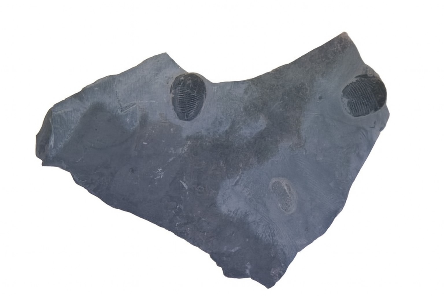 Elrathia kingii.