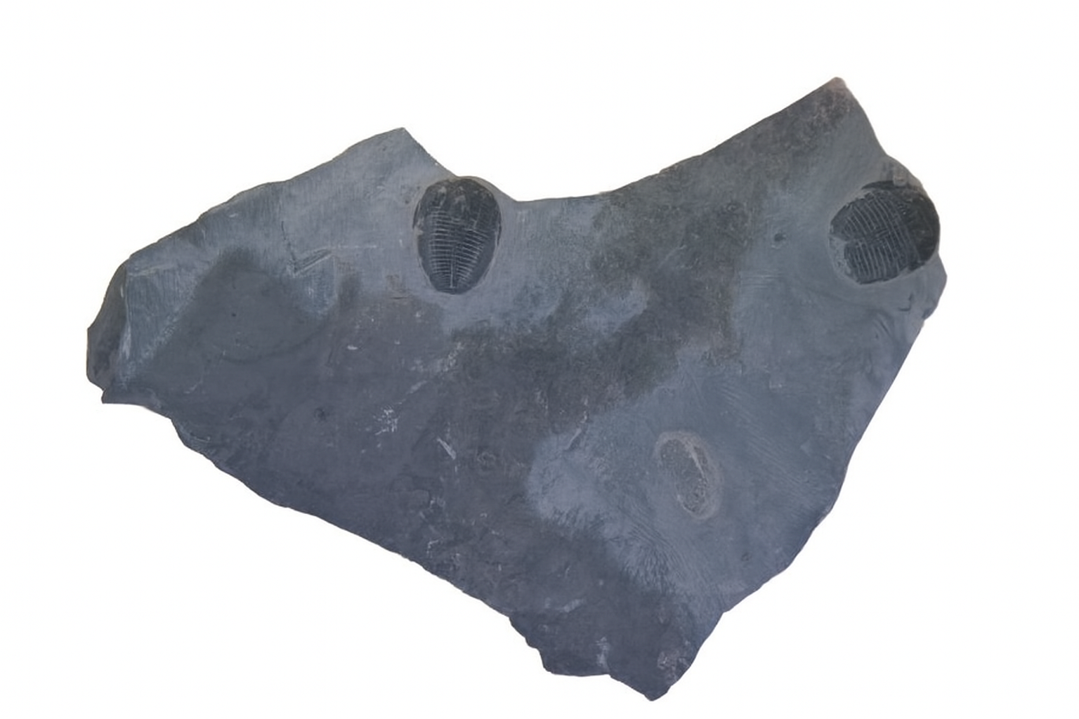 Elrathia kingii.