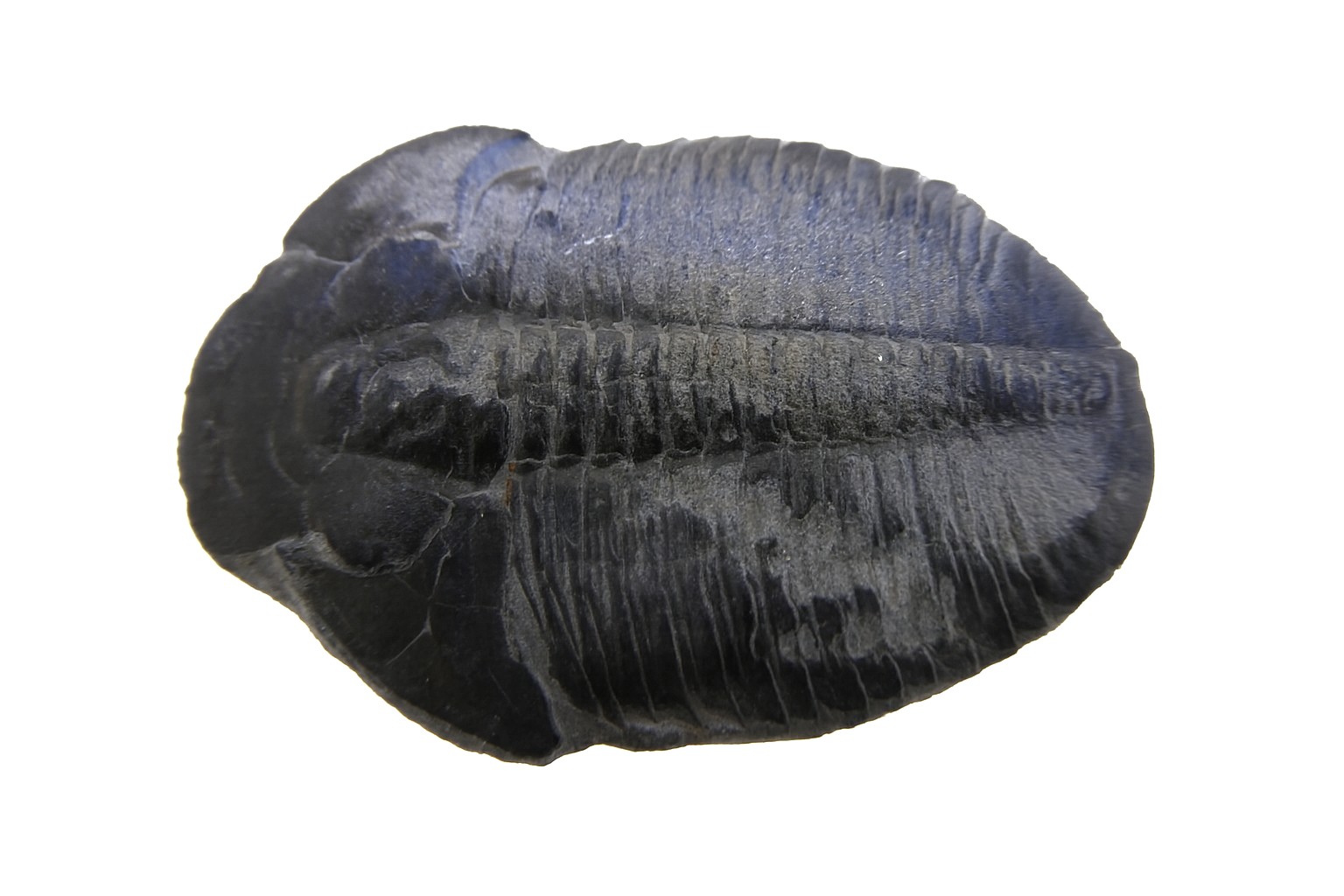 Elrathia kingii.