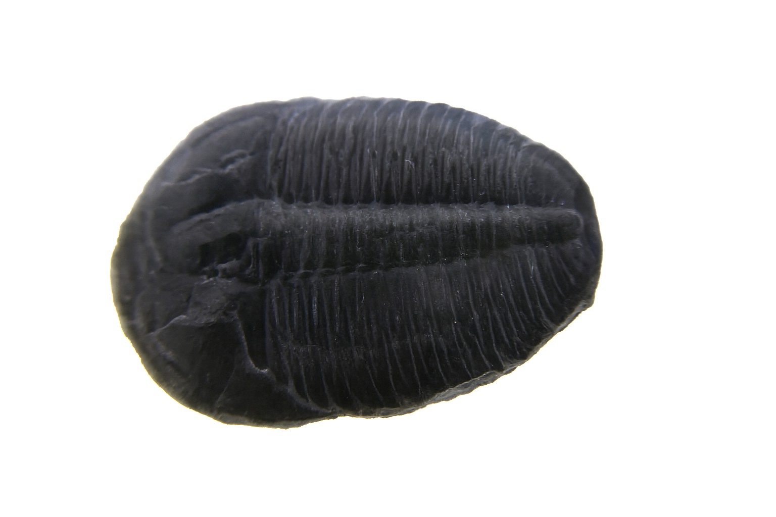 Elrathia kingii.