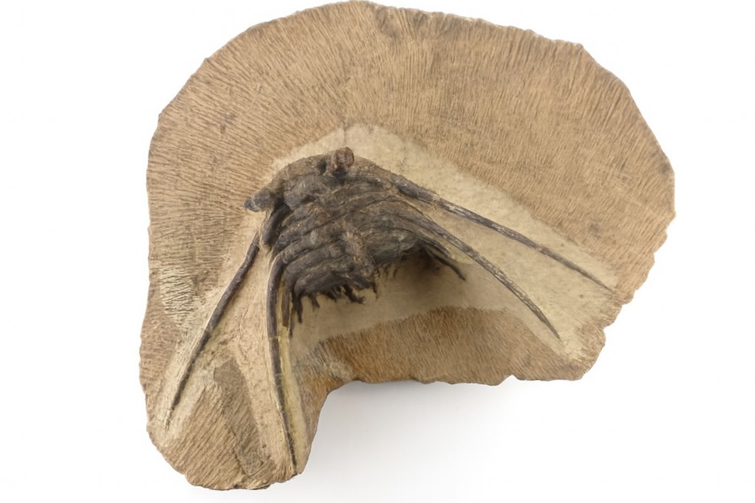 Leonaspis.