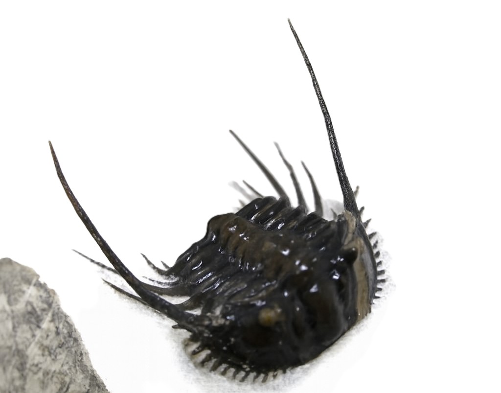 Leonaspis.