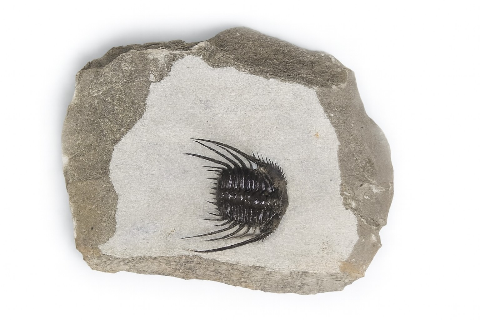 Leonaspis.