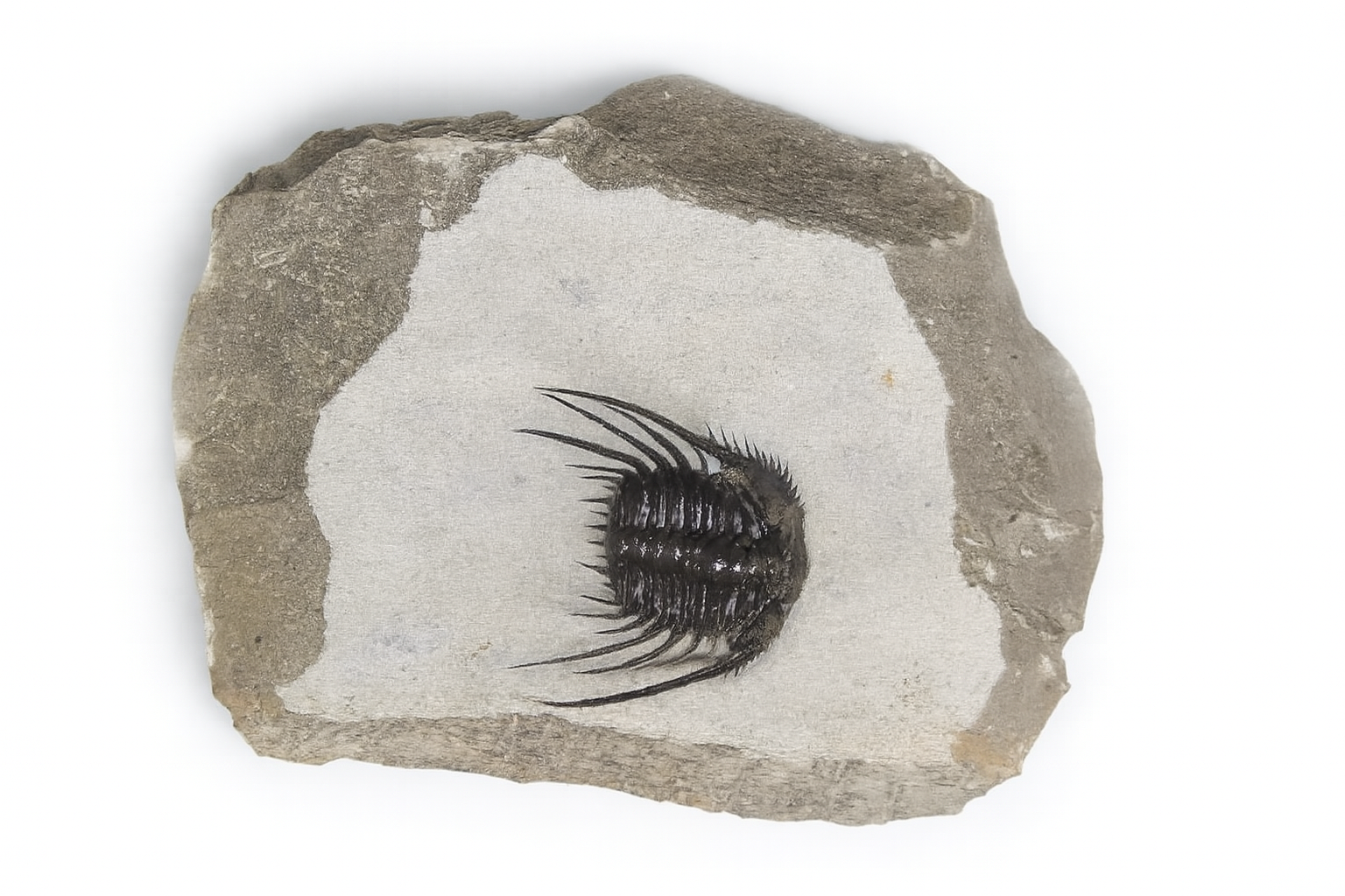 Leonaspis.
