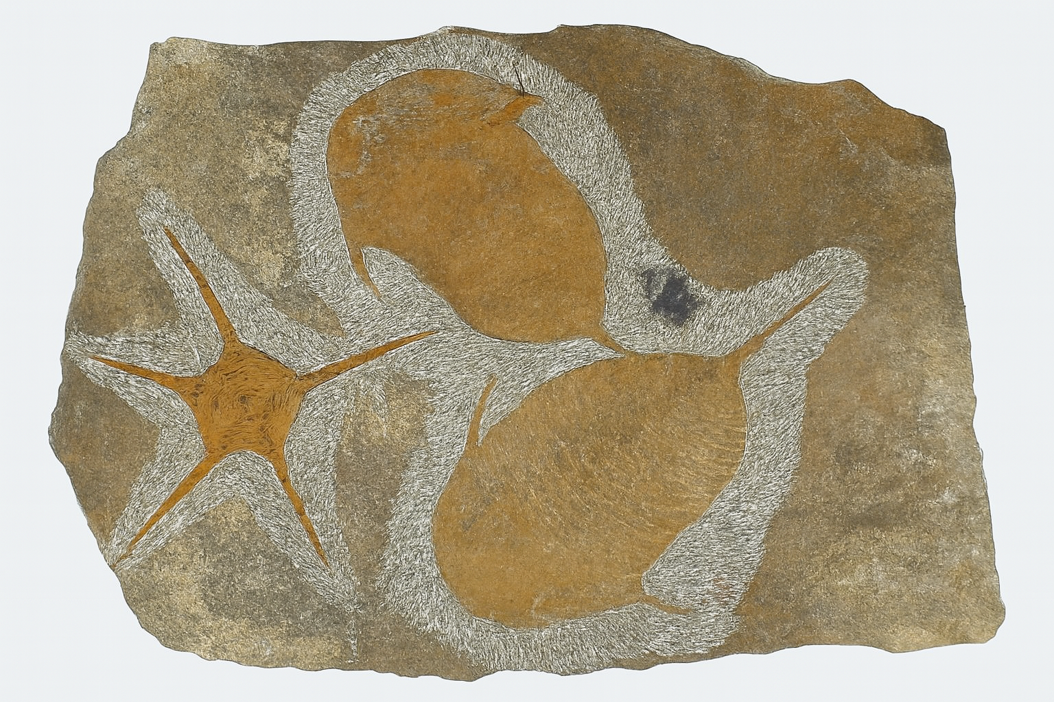 Dalmanites and Ophiura starfish.