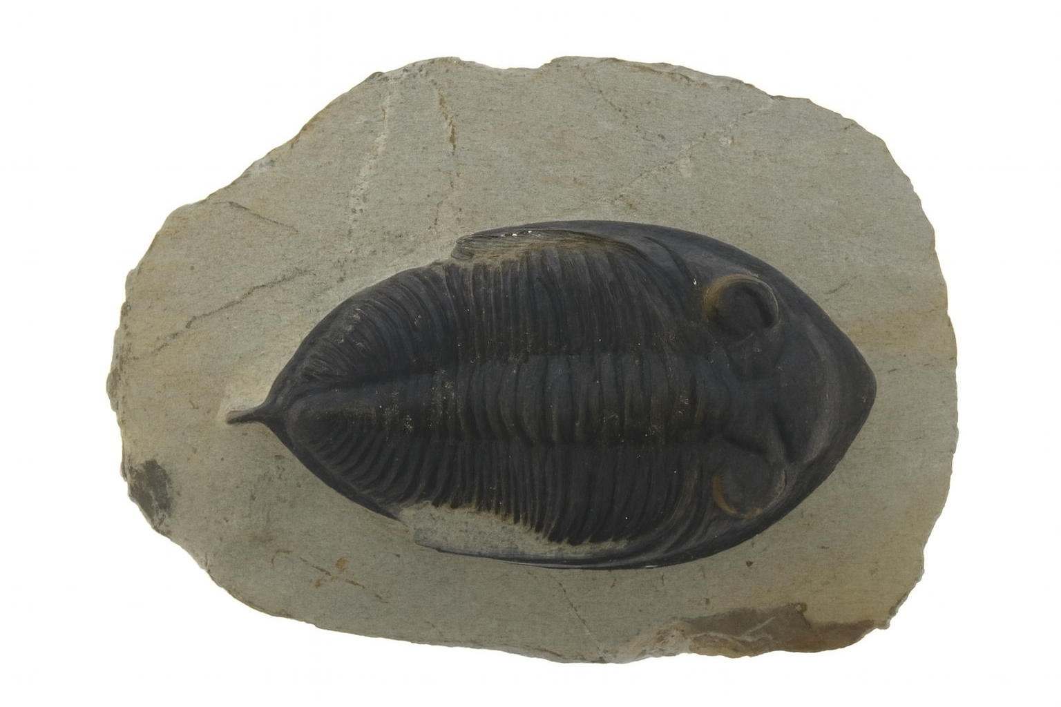 Odontochile hausmanni.