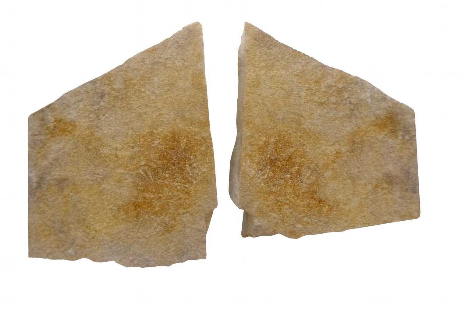 Odontopleura markhami.