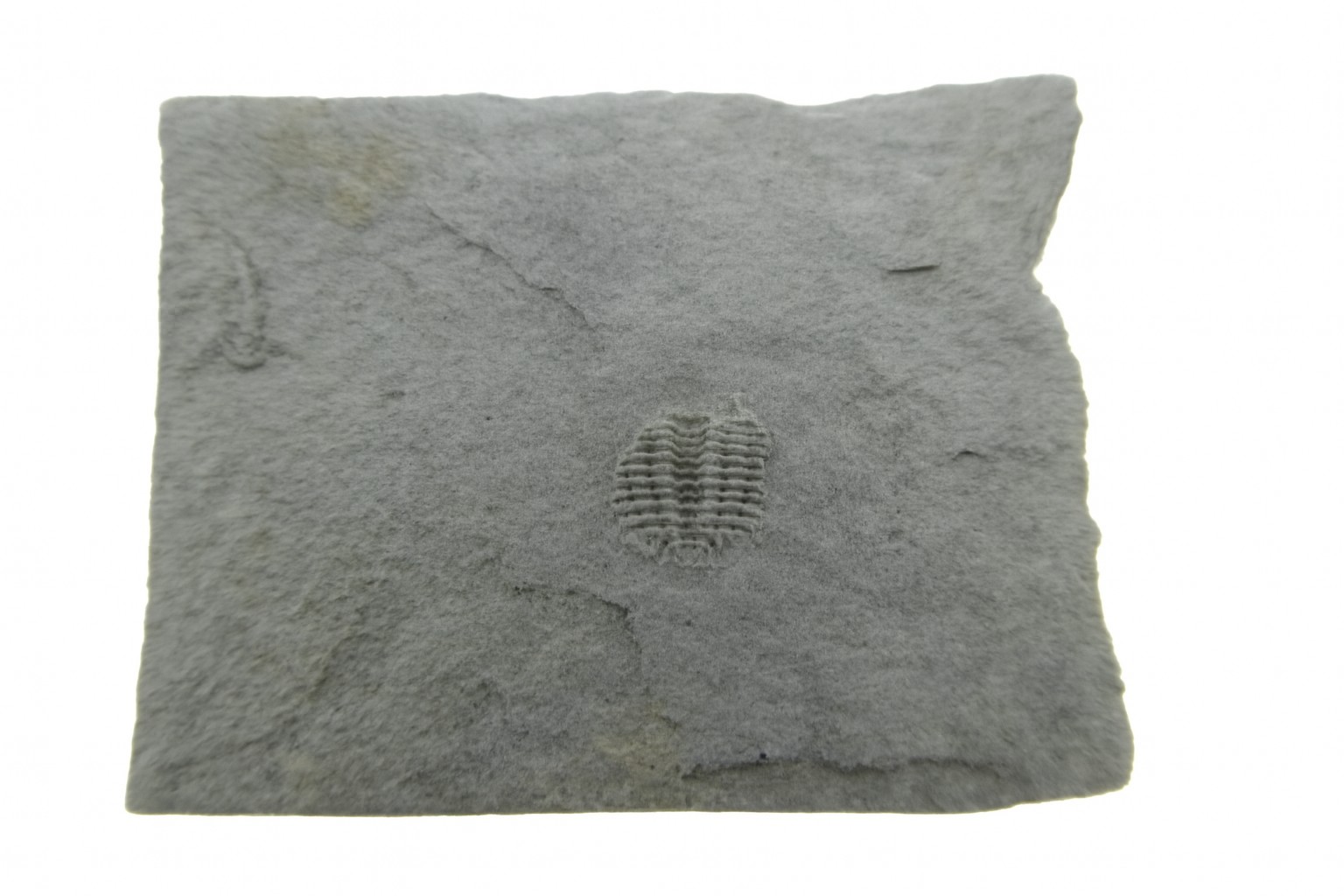 Odontopleura markhami.