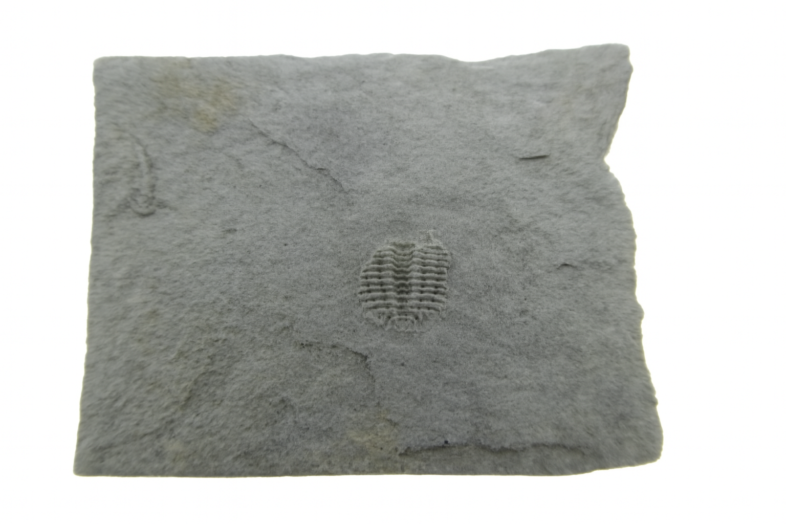 Odontopleura markhami.