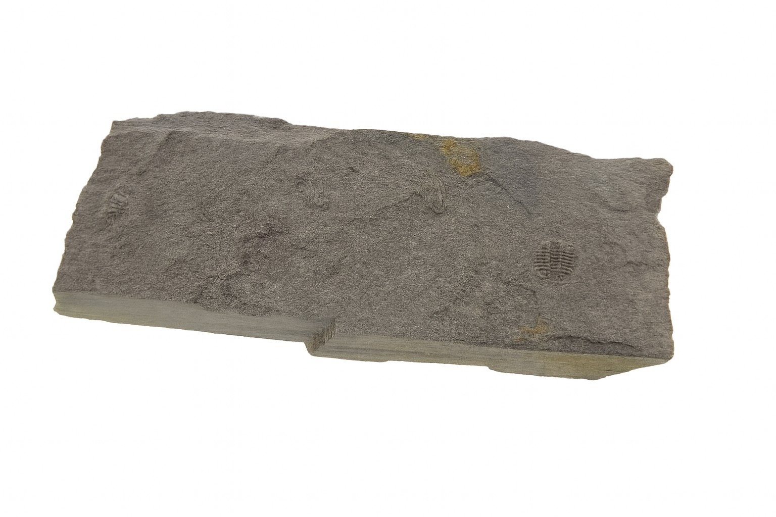 Odontopleura markhami.